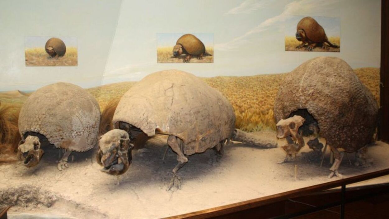 Gliptodonte
