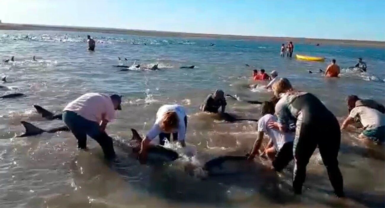 Rescate de 300 delfines en Las Grutas, Argentina