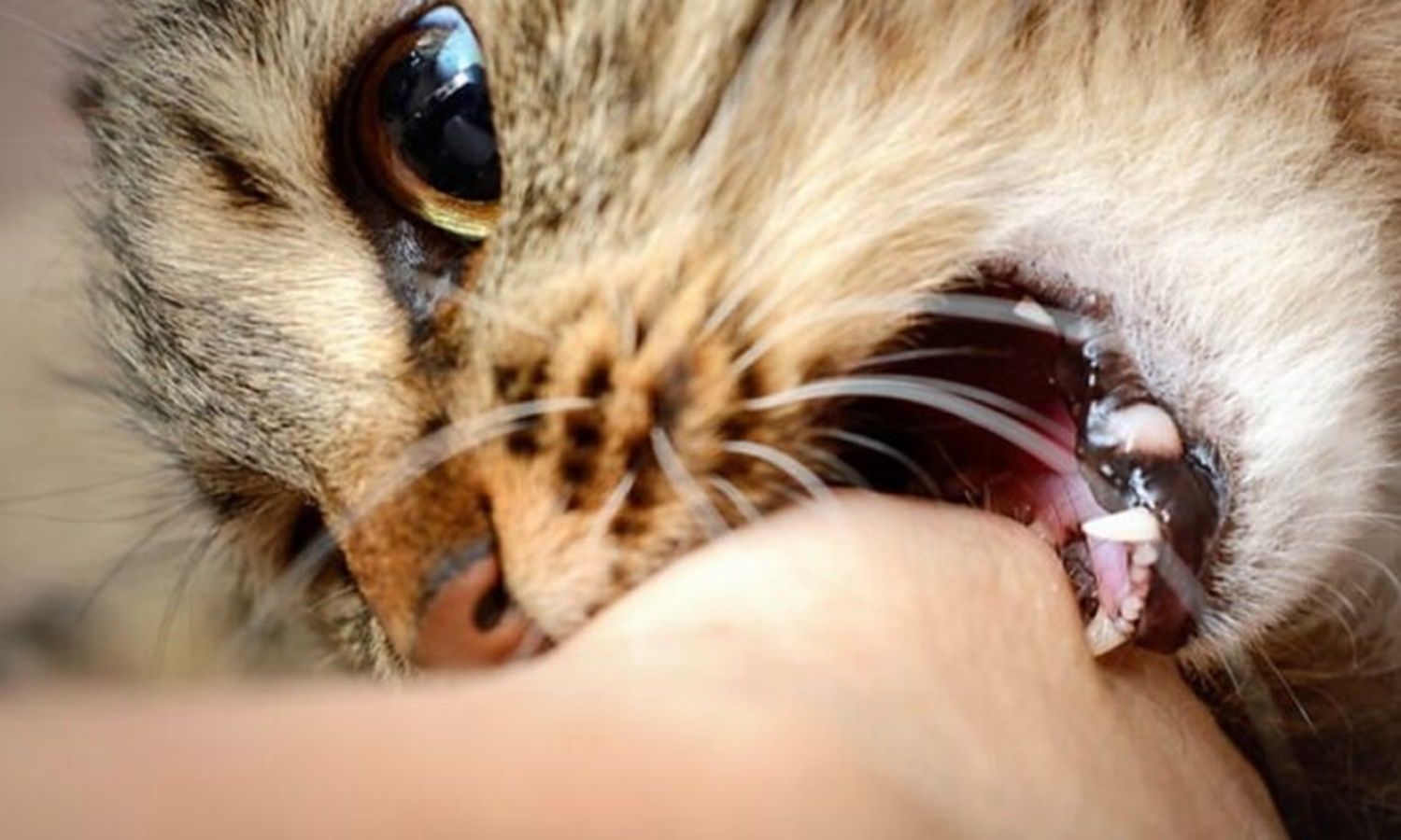 Alerta en un municipio bonaerense por la aparición de un caso de rabia felina