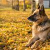 Perro