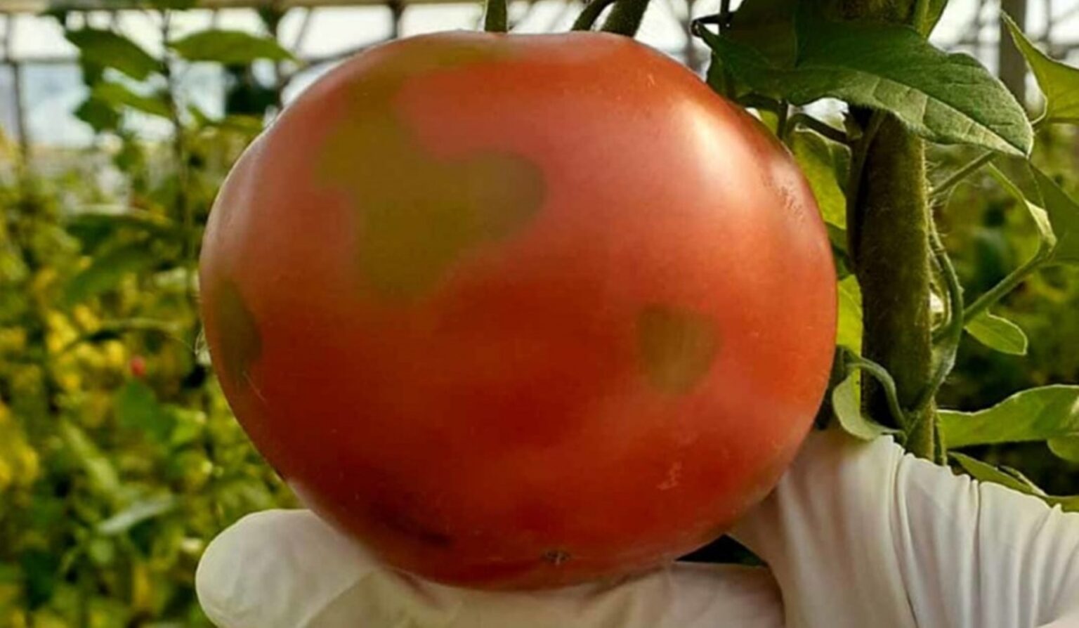 Alerta por peligroso virus del tomate que se detectó en mar del plata