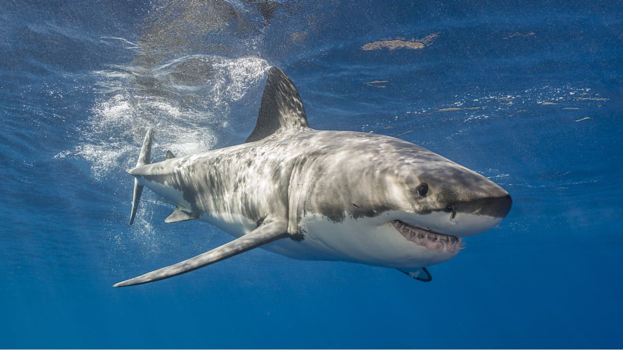 Tiburón blanco