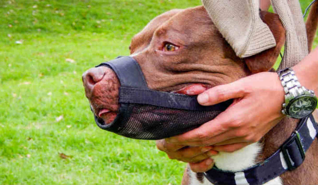perros peligrosos registro