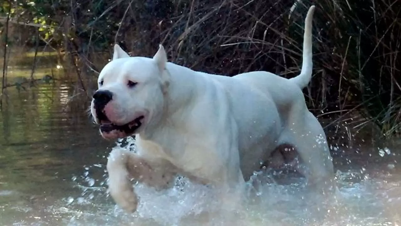 dogo-argentino