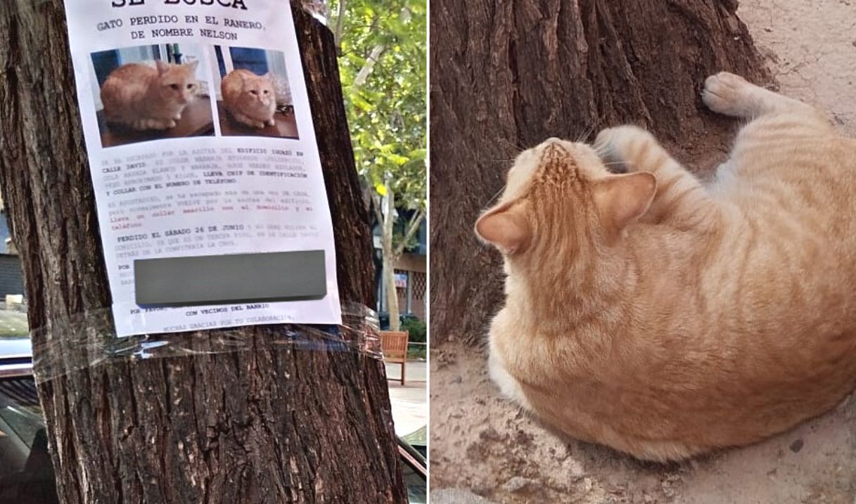 gato-perdido