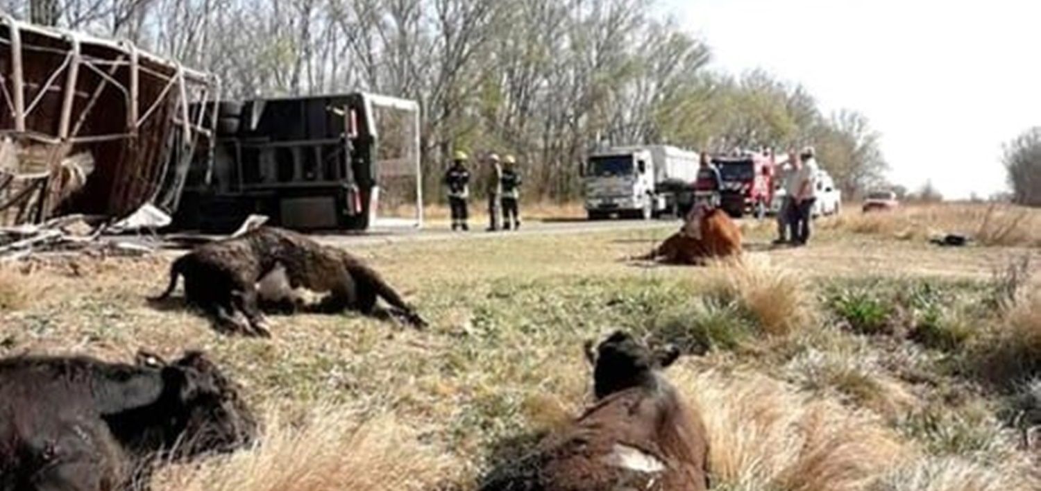 Accidente en ruta 7: tratan de contener posibles saqueos tras vuelco de camión con vacas