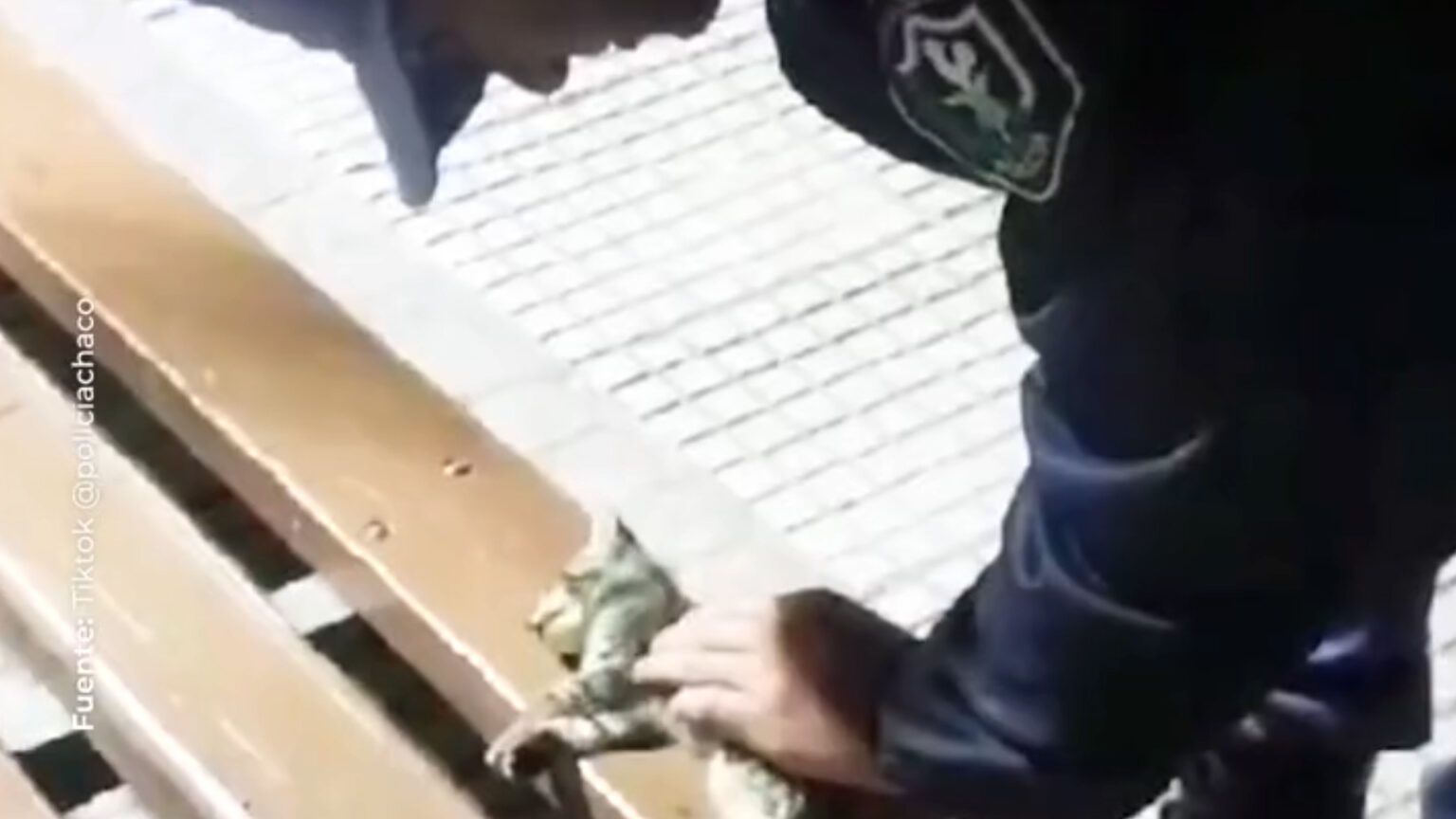 Policía salva gatito en chaco