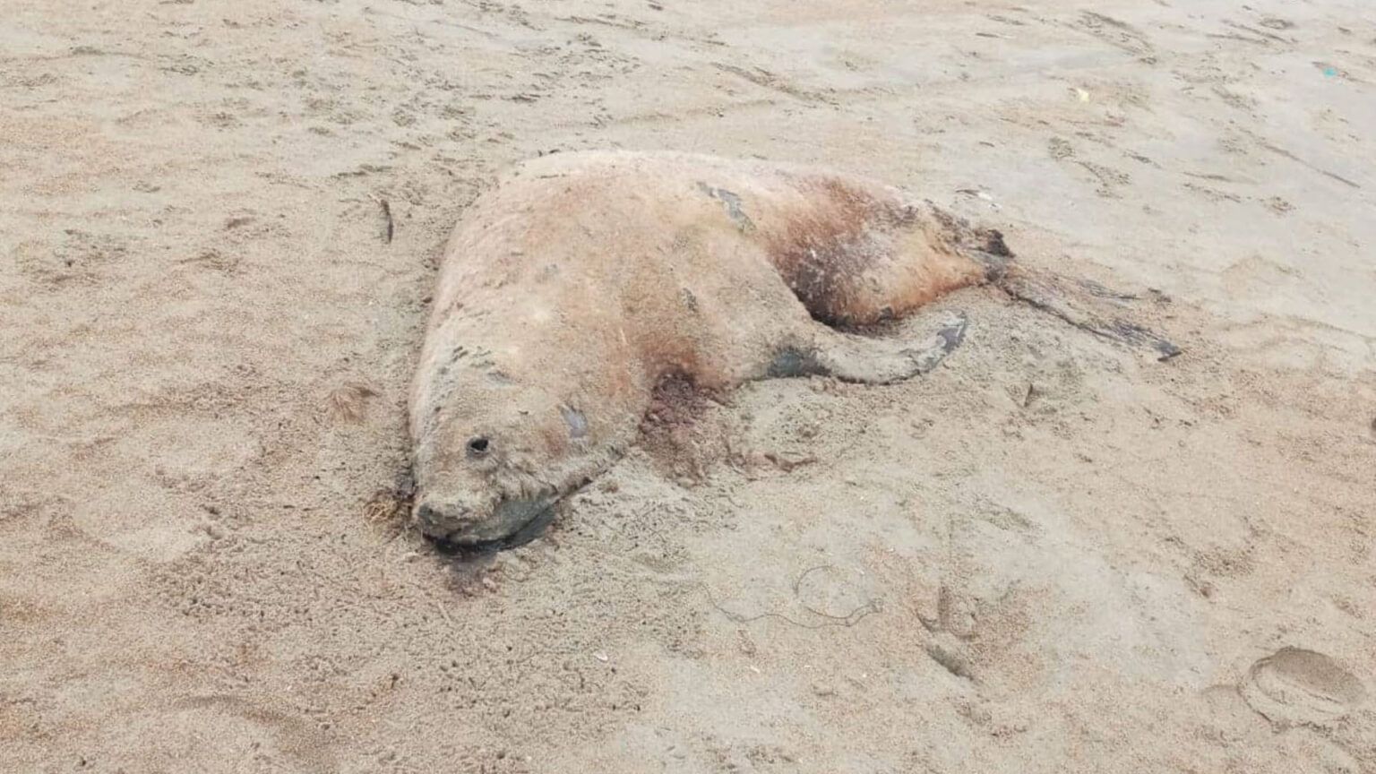 Gripe aviar: los contagios en lobos marinos alcanzaron a seis distritos bonaerenses