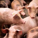 Prohíben salir del país al carnicero investigado por el brote de triquinosis en general madariaga