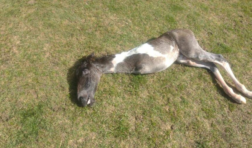 caballo