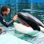 Murió Kshamenk, la orca rescatada en 1992 y que vivía en Mundo Marino