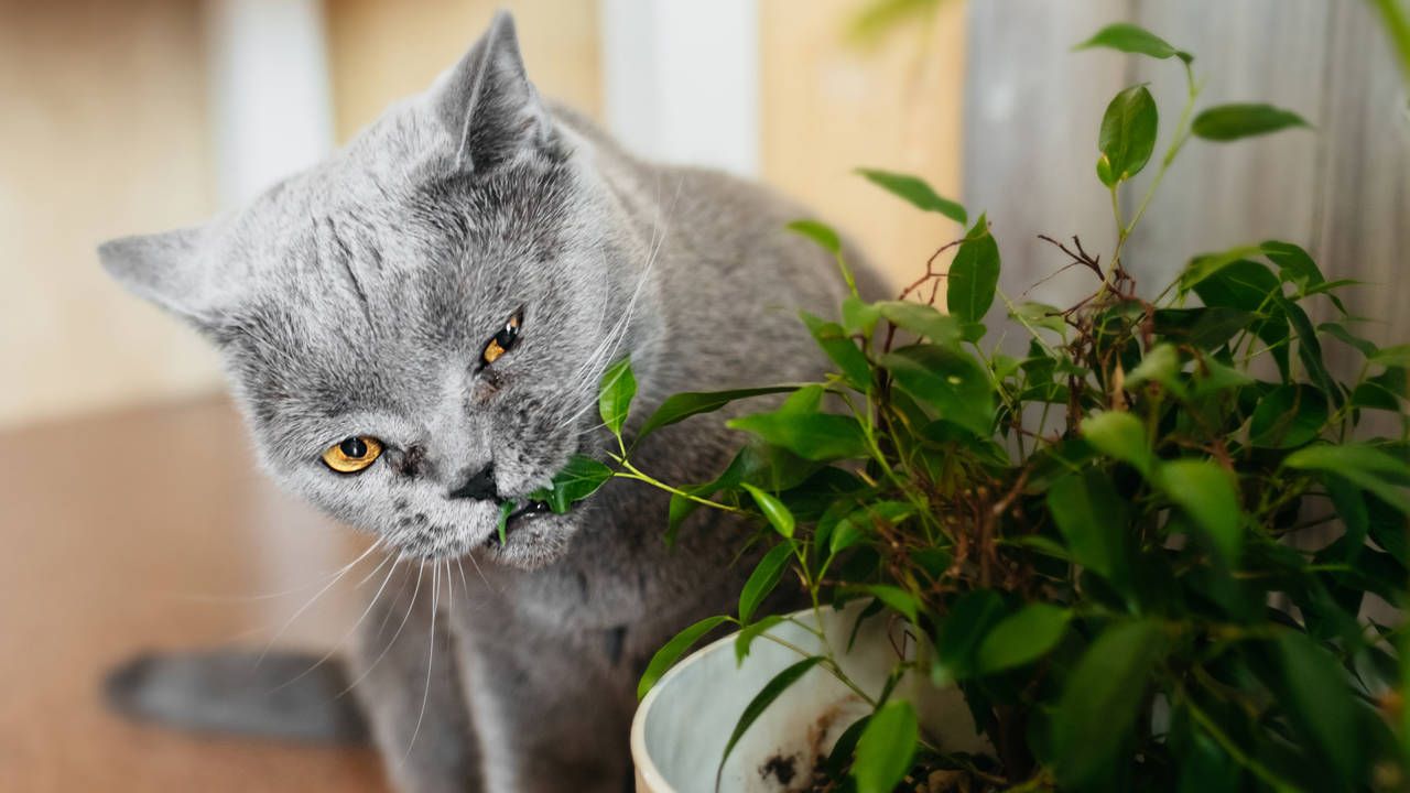 Gato mordiendo planta