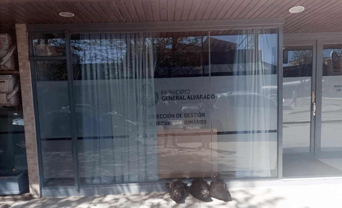 Le faenaron varios novillos en su campo y llevó las cabezas al municipio exigiendo más seguridad
