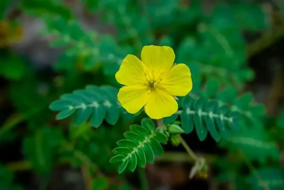 tribulus terrestris planta