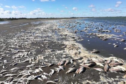 Peces muertos en Chascomús