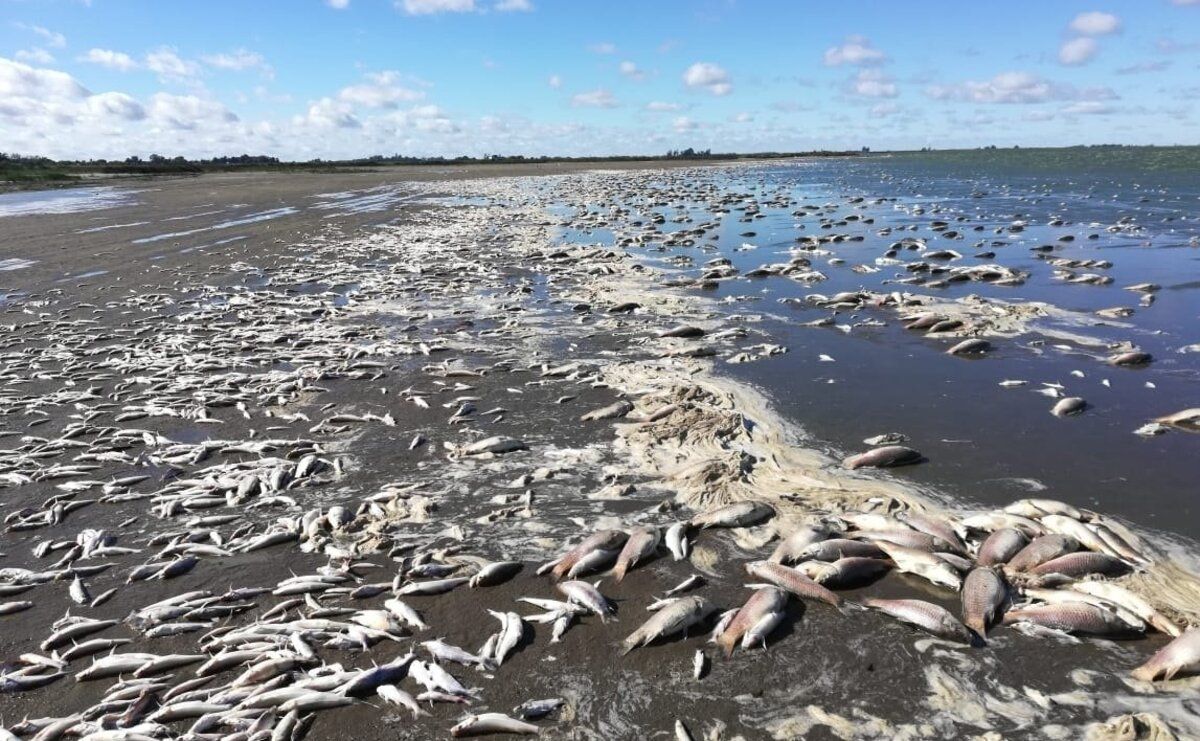 Peces muertos en Chascomús