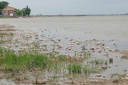 Chascomús: ¿por qué aparecieron miles de peces muertos en la laguna?