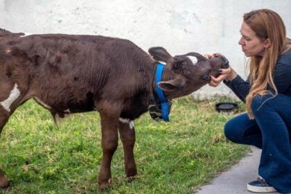 Pagó $80. 000 para rescatar a un ternero que se vendía para comer en navidad
