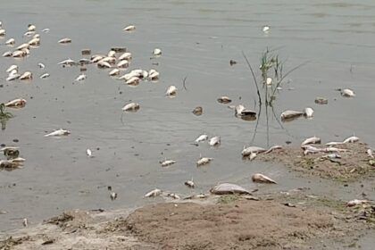 Hallaron nuevamente miles de peces muertos en la laguna de chascomús