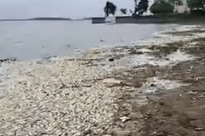 Preocupación en chascomús: miles de peces muertos aparecieron en la laguna