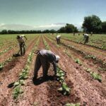 Trabajadores rurales