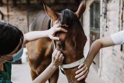 Confirman el primer caso de encefalitis equina en chascomús