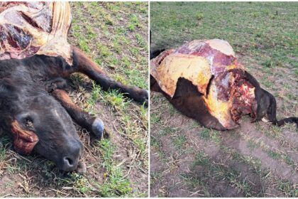 Alerta en dolores: productor rural víctima de dos robos pide acciones urgentes