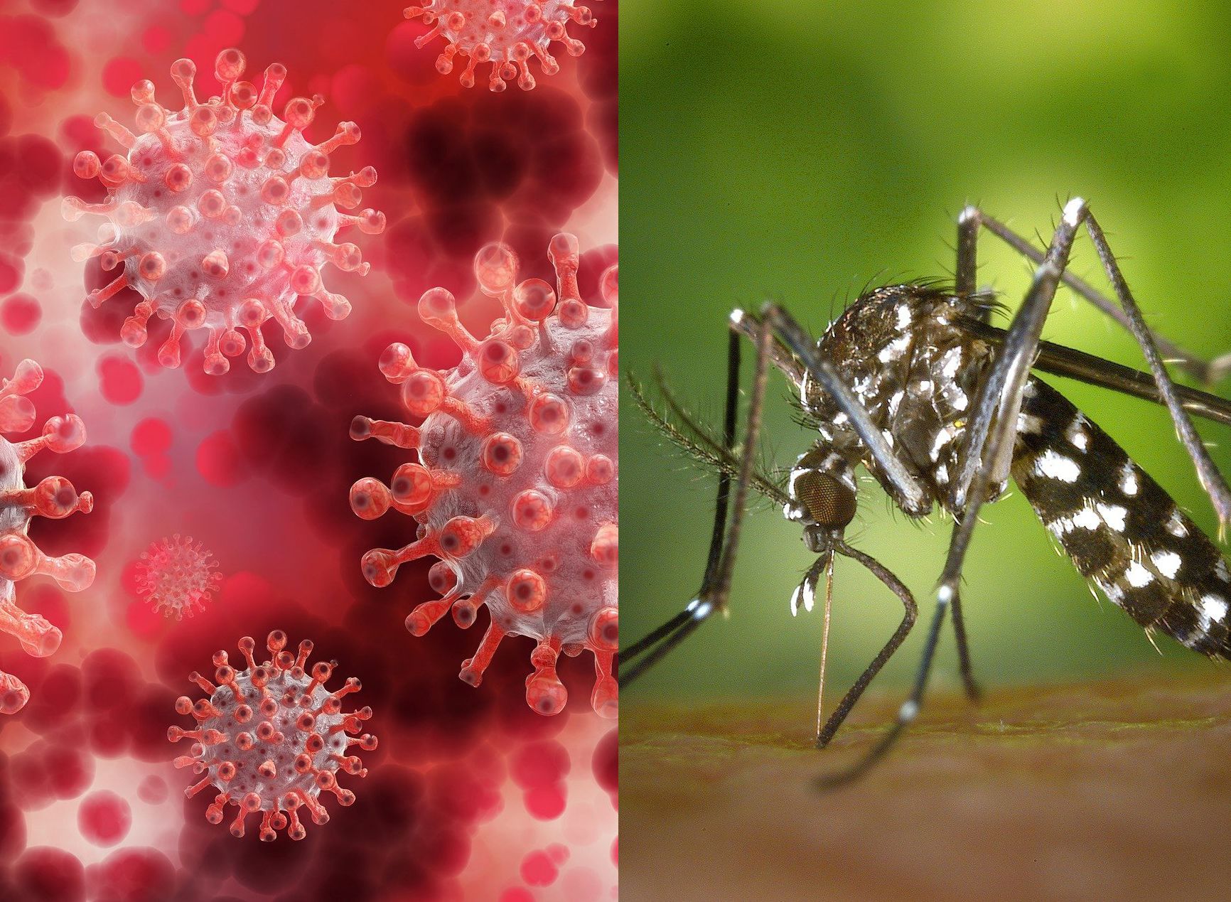 Coronavirus y Dengue