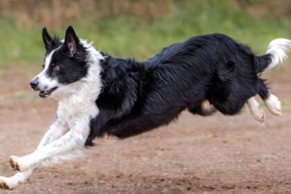 Condenan a vecina de dolores por ataques de su perro a dos personas
