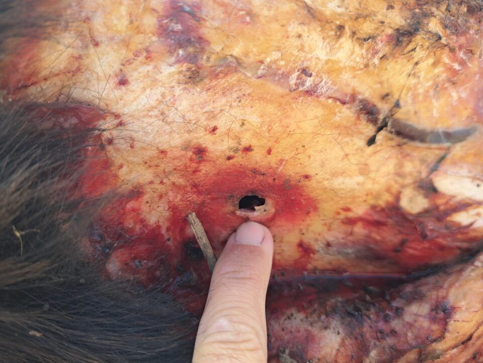 Alerta en dolores: productor rural víctima de dos robos pide acciones urgentes