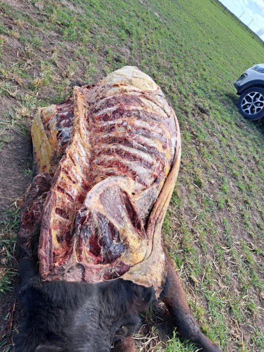 Alerta en dolores: productor rural víctima de dos robos pide acciones urgentes