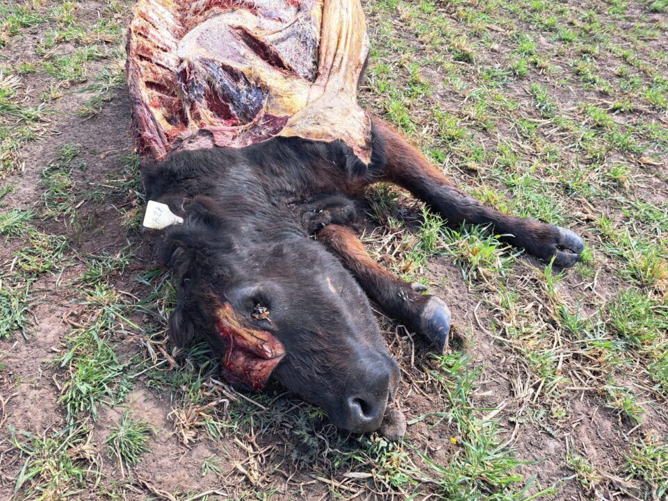 Alerta en dolores: productor rural víctima de dos robos pide acciones urgentes