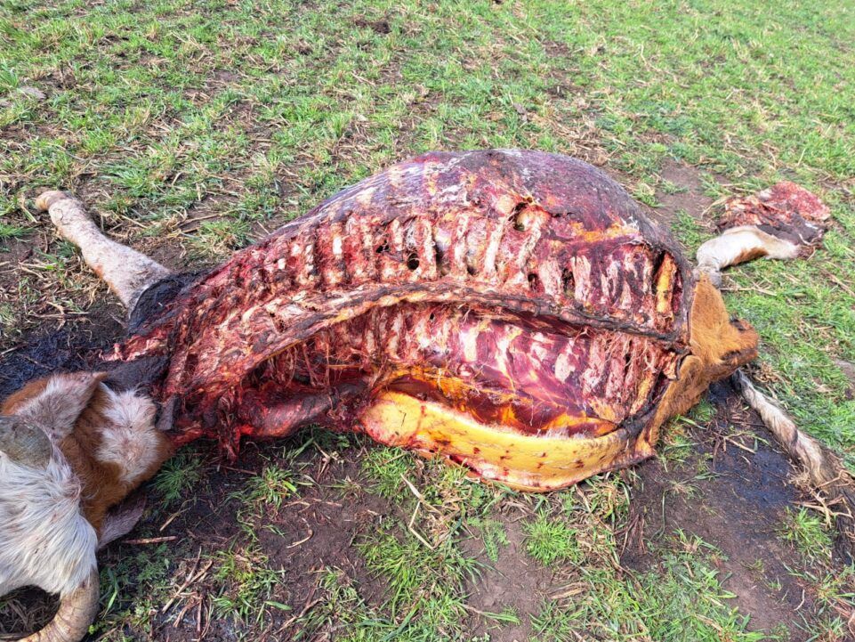 Alerta en dolores: productor rural víctima de dos robos pide acciones urgentes