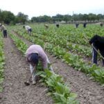 Trabajadores rurales temporarios realizando tareas en el campo