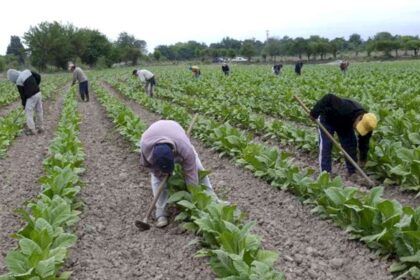 Trabajadores rurales temporarios realizando tareas en el campo