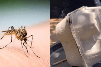 Maple de huevos, el truco definitivo para ahuyentar a los mosquitos: ¿cómo se usa?
