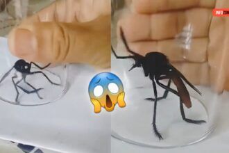 Mosquito gigante