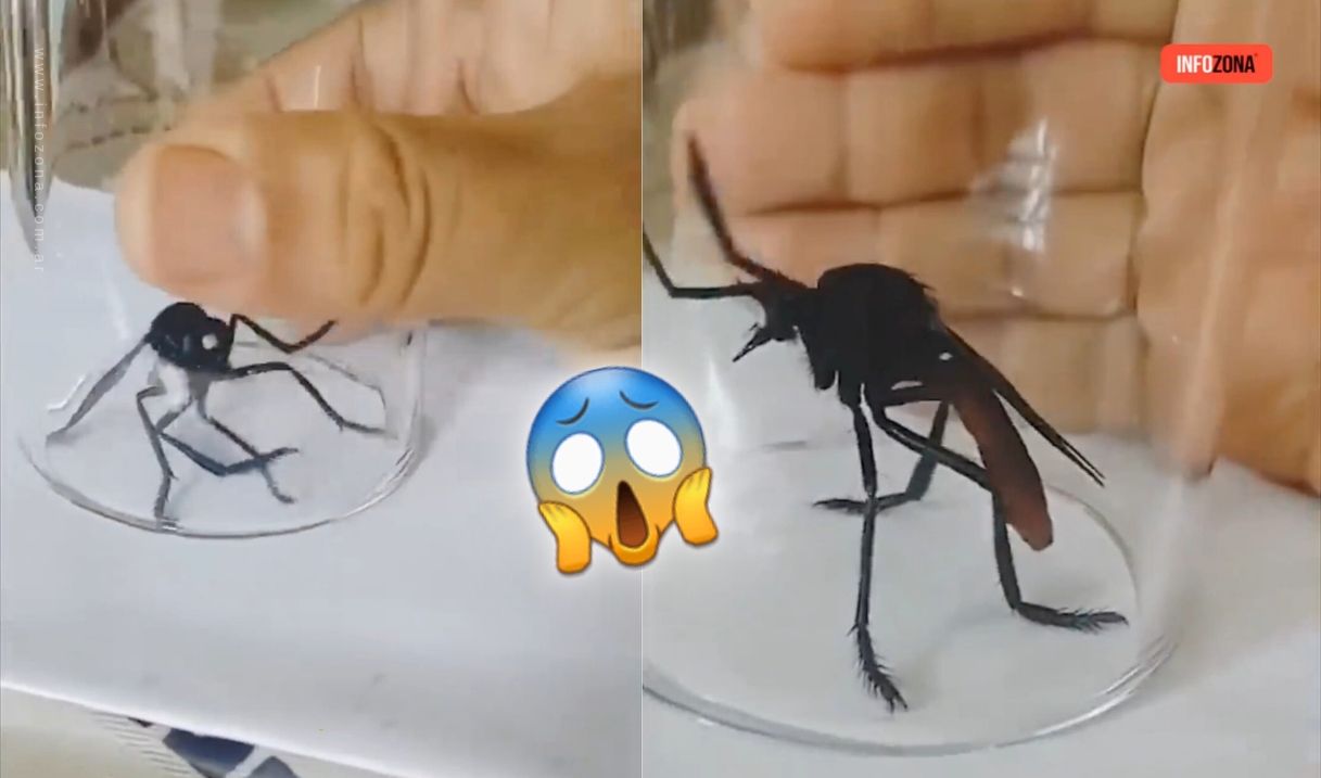 Mosquito gigante