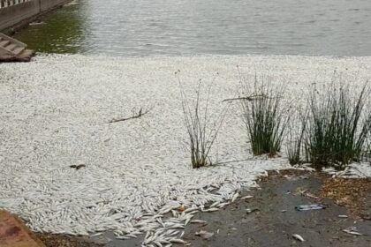 Miles de peces muertos aparecieron en la laguna de san miguel del monte