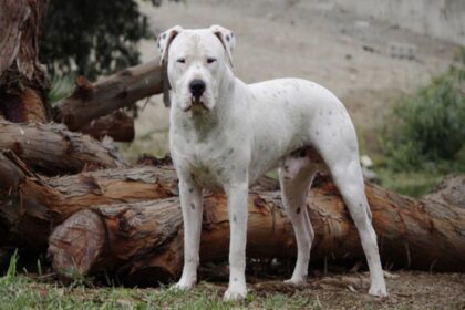 Bebé de 2 años lucha por su vida tras ser atacado por un perro pitbull cruza con dogo
