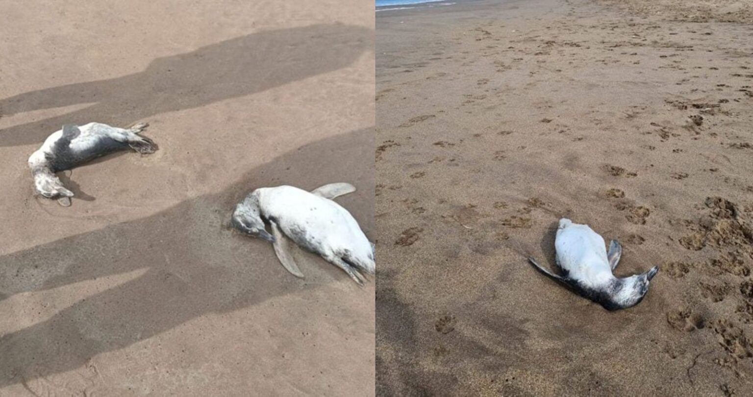 Aparecieron gran cantidad de pingüinos muertos en diferentes playas de mar del plata