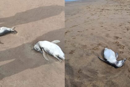 Aparecieron gran cantidad de pingüinos muertos en diferentes playas de mar del plata