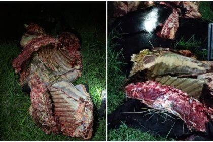 Escándalo en dolores: dos policías implicados en un caso de abigeato