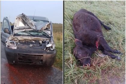Tremendo accidente en ruta 74: un vehículo chocó con un vacuno