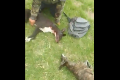 Mataron a tiros a dos perros galgos en un campo de general madariaga