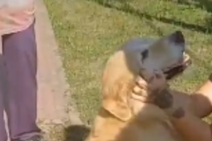 Denunciaron a una mujer porque llevó a su perro a una carnicería para que lo faenaran