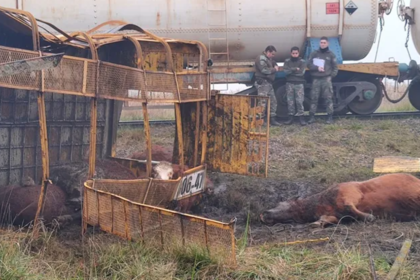Impactante accidente: un camión de transporte de hacienda chocó contra un tren