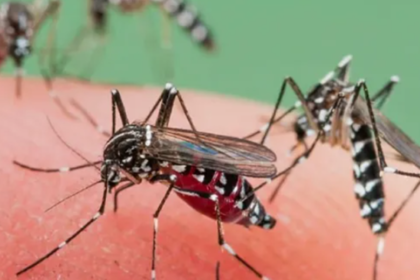 ¿por qué pese al frío no se van los mosquitos?