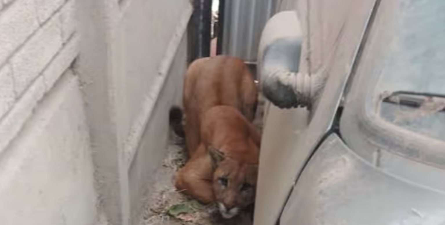 Una vecina de necochea fue a su garaje y se encontró un puma