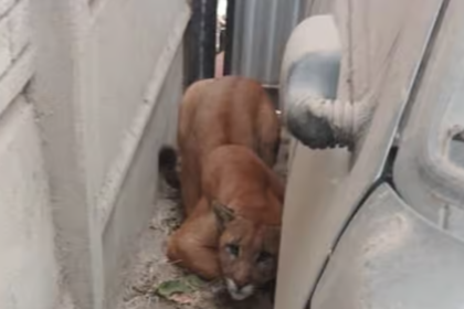 Una vecina de necochea fue a su garaje y se encontró un puma